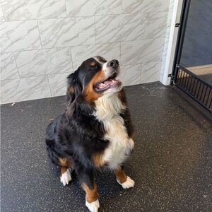 Meet your Posher, Kirsten